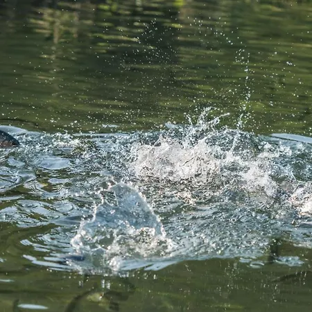 черна река Ribarița